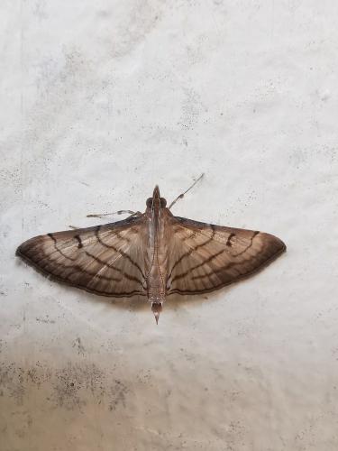 Réf. 290 285 : Marasmia trapezalis